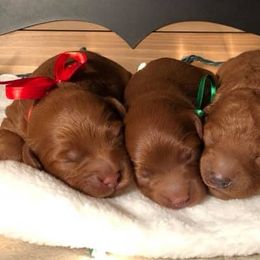 Goldendoodle Puppies from Delaryedoodles