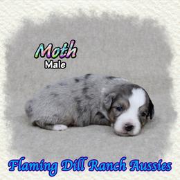 Moth - Blue merle male Toy Australian Shepherd puppy in Forestburg, Texas from Flaming Dill Ranch Aussies