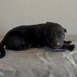 Purple - Bi-color female German Shepherd puppy in Buckeue, Arizona from Légende Vivante Du Chief Kennel