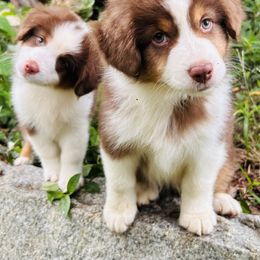 Miniature American Shepherds and Miniature Australian Shepherds from Rustlingrass Miniature American Shepherds