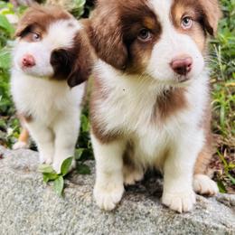 Miniature American Shepherds and Miniature Australian Shepherds from Rustlingrass Miniature American Shepherds