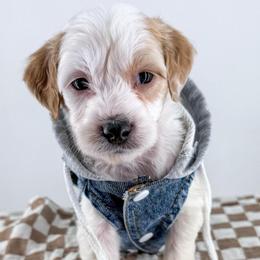 Beanie - Parti male Goldendoodle puppy in Jamestown, Kentucky from Milk & Honey Doodles