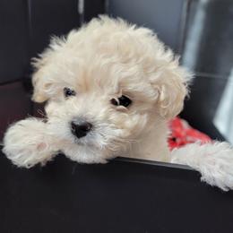 Poodle Puppies from Caboodles Of Poodles