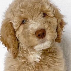 Reba (purple collar) - Apricot Goldendoodle puppy in Modesto, California from HoneyBee’s Doodles and Poodles