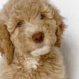 Reba (purple collar) - Apricot Goldendoodle puppy in Modesto, California from HoneyBee’s Doodles and Poodles