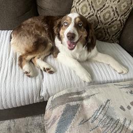 Australian Shepherd puppies from Little Acre Aussies