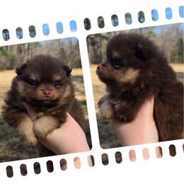 Coco puff - Chocolate and tan male Pomeranian puppy in Creswell, North Carolina from Grace's Poms🐾💕