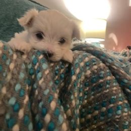 Maltese Puppies from Patti Trent