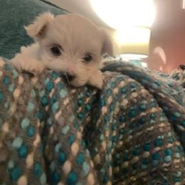 Maltese Puppies from Patti Trent