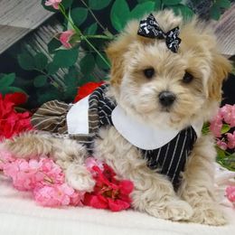Maltipoo Puppies from Hearthside Meadow