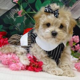 Maltipoo Puppies from Hearthside Meadow