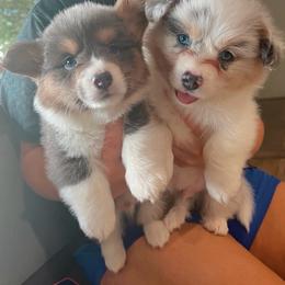American Corgi puppies from High Cotton Corgis