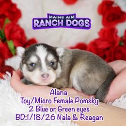 Alana - Blue female Pomsky puppy in Humeston, Iowa from M.A.R. Dogs