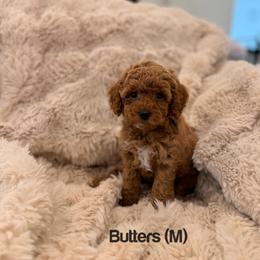 Butters - Red  male Poodle puppy in Queen Creek, Arizona from Poised Poodles