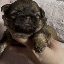 Gia - Liver female Shih Tzu puppy in California from Fairy Tails Shih Tzus CA