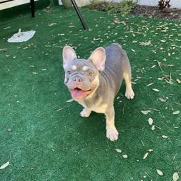 Por favor - Tricolors male French Bulldog puppy in Melbourne, Florida from cgo