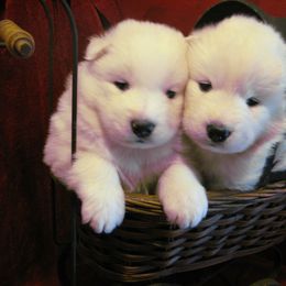 Samoyed Puppies from Falling cedar farm samoyeds