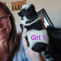 Shih Tzu Puppies from Karen Elliott