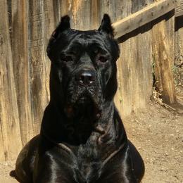 Cane Corso from CRUCIAL CANE CORSOS