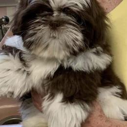 Shih Tzu Puppies from Meadow lane pups