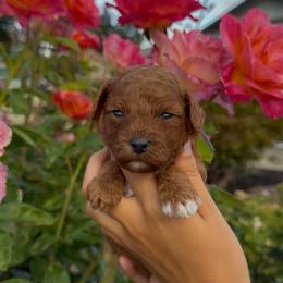 Peach - Red female Assorted Doodle Crosses puppy in Yuba City, California from Lucky Day Doodles