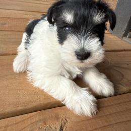 Miniature Schnauzer Puppies from Foust Family