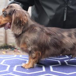 Dachshund puppies from Circle City Dachshunds