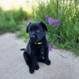German Shepherd Puppies from Von Schwarzwald German Shepherds