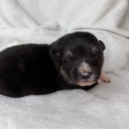 Winnie - Black and tan female American Corgi puppy in Grants Pass, Oregon from KnR Antler Dogs