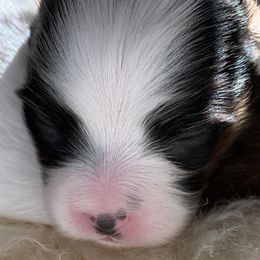 Papillon Puppies from Azure Papillons