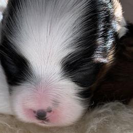 Papillon Puppies from Azure Papillons