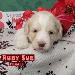 Ruby Sue - Parti female Assorted Doodle Crosses puppy in Beecher, Illinois from Erica’s Doodles