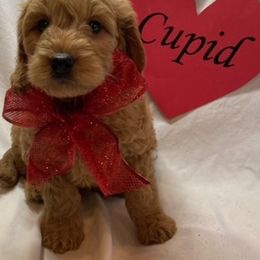 Goldendoodle Puppies from OnlyGoldendoodles