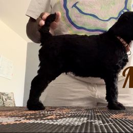 Poodle Puppies from Tyler Family Poodles