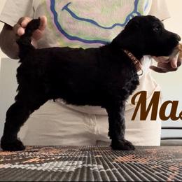 Poodle Puppies from Tyler Family Poodles