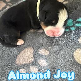 Almond joy - Tri-color female Bernese Mountain Dog puppy in Ramona, California from Buendias Ranch Saint Bernards & Bernese Mountain Dogs