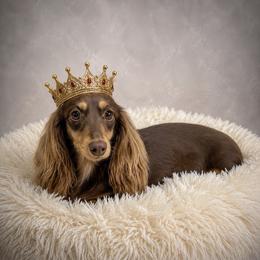 Anastasia - Dachshund