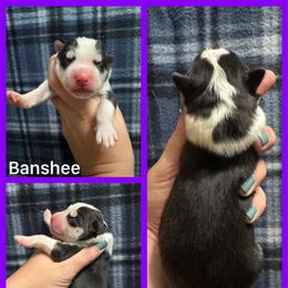 Banshee - Black and white female Siberian Husky puppy in Parma, Ohio from Sirius Siberian Huskies