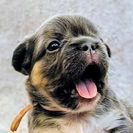 Lily - Blue female French Bulldog puppy in Redlands, California from You Winnie Some (Winnie's Blues & Lilacs)