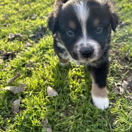 Happy - Black Miniature Australian Shepherd puppy in Boyd, Texas from Deep Creek Mini Aussies