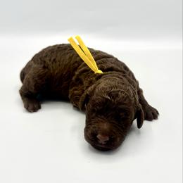 Butter - Chocolate male Goldendoodle puppy in Pulaski, Tennessee from Doodle My Heart