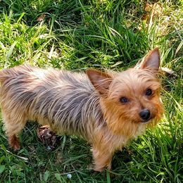  - Yorkshire Terrier