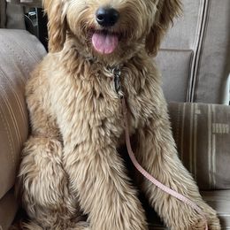 Zoe - Goldendoodle
