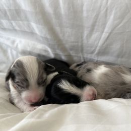 Australian Shepherd Puppies from William Vey