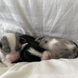Australian Shepherd Puppies from William Vey