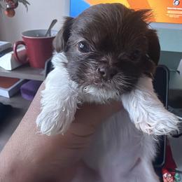 Zora Nakia - Liver and white female Shih Tzu puppy in Durham, North Carolina from The 🐾 Tang Clan Chronicle & Nursery