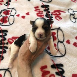 Yorkshire Terrier Puppies from Jackie Jenny’s Precious Yorkies