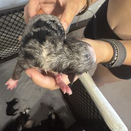 Girl 1 - Blue merle female Aussiedoodle puppy in Bakersfield, California from Annie's Aussies