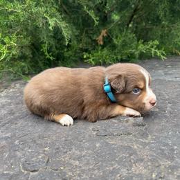 RTM - Light Blue Collar - Red tri male Miniature Australian Shepherd puppy in Natural Dam, Arkansas from Natural State Aussies