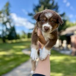 Girl 4 - female Australian Shepherd puppy in Washington from LIT Australian Shepherds